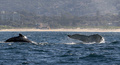 豪シドニー沖を泳ぐザトウクジラ（2008年6月25日撮影、資料写真）。(c)GREG WOOD / AFP