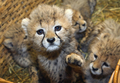 ドイツ北部ロストク（Rostock）の動物病院で、かごの中に入れられた生後7週間の4匹のチーターの赤ちゃん（2010年9月6日撮影）。(c)AFP/JENS BUTTNER