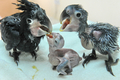 シンガポールの野鳥公園「ジュロン・バードパーク（Jurong Bird Park）」で公開されたヤシオウムのひな3羽（2010年12月20日撮影）。(c)AFP/ROSLAN RAHMAN