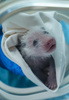 長隆野生動物ワールドで身体検査を受ける、三つ子ジャイアントパンダ「萌萌」が産んだ赤ちゃんパンダ（2024年7月2日撮影）。(c)Xinhua News