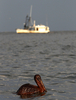 米南部沖のメキシコ湾（Gulf of Mexico）の原油流出事故で油まみれになったカッショクペリカン。米ルイジアナ（Louisiana）州East Grand Terre Islandで撮影。流出した原油はルイジアナ州沿岸部に大量に押し寄せている（2010年6月4日撮影）。(c)AFP/Getty Images/Win McNamee