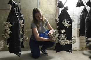 コーヒーかすでキノコ栽培、都心の地産地消 ベルギー企業