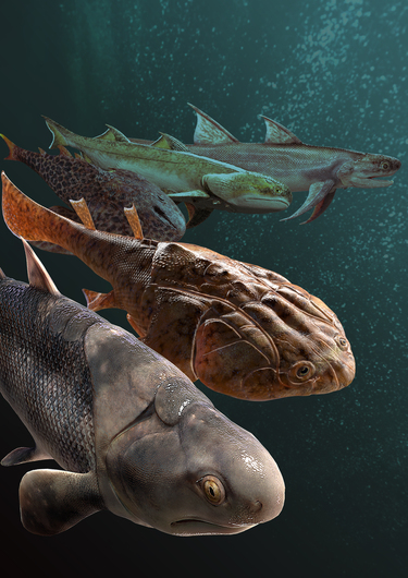訳あり 最終値引き 化石 アスピドリンクス 魚化石 魚 化石 