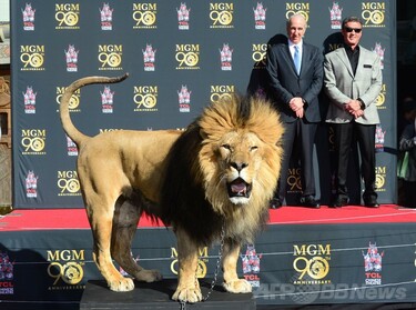 MGM創立90周年、「レオ・ザ・ライオン」が登場 足形プレートに 写真25