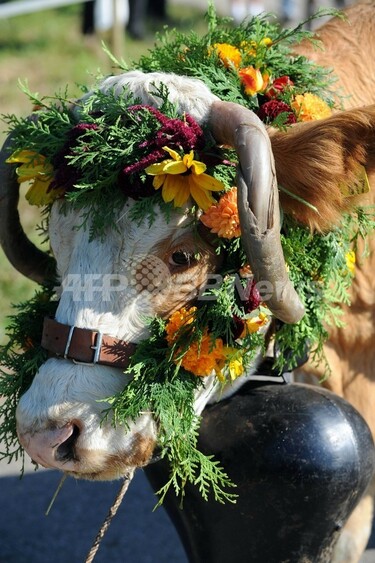 花牛 花で飾られた牛、ドイツで伝統の牛追い 写真2枚 国際ニュース：AFPBB News