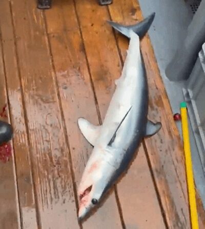 韓国江原道沖にアオザメ出現…「熱帯化」する日本海、専門家「生態系の構造変化」