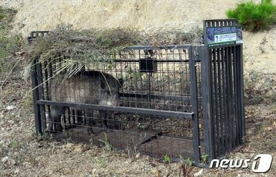 ソウルの大学キャンパスにイノシシ出没か…大学が安全対策