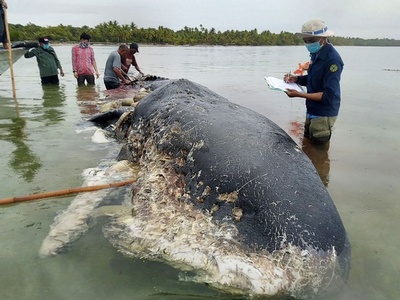 死んだクジラの胃から6キロのプラスチックごみ インドネシア
