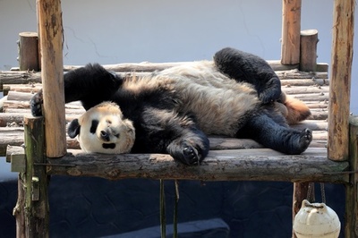 久しぶりの春の日差し、大喜びのジャイアントパンダ