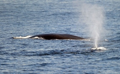 Japan expands whale hunt to include second-largest species