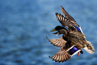 水辺のカモ、米連邦議会前の春