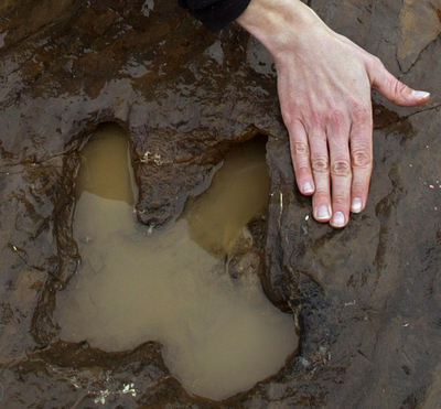 考古学者ショック、スイスで恐竜の足跡盗難