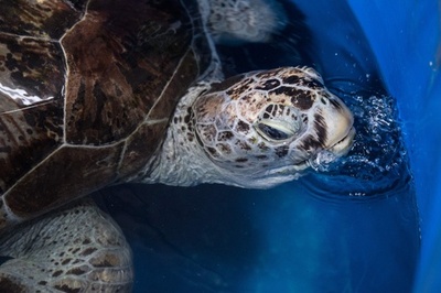 硬貨915枚を摘出したウミガメ、 快方に リハビリ開始