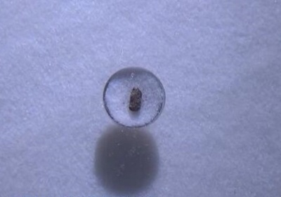 中国最古の炭化米、稲作の歴史は1万年前にさかのぼる 上山文化考古学特別展