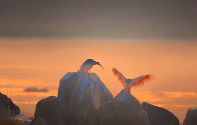 「世界野生生物の日」にトキの姿を楽しむ