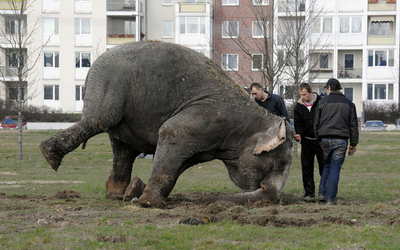 サーカス団のゾウ、ボディーのお手入れ ドイツ