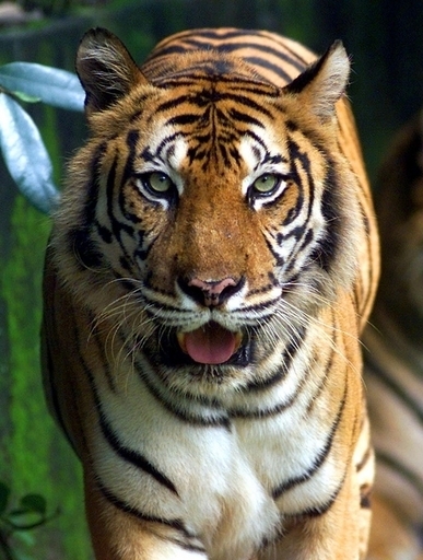 絶滅の危機にあるスマトラトラを殺害、今月4頭目 インドネシア・スマトラ島