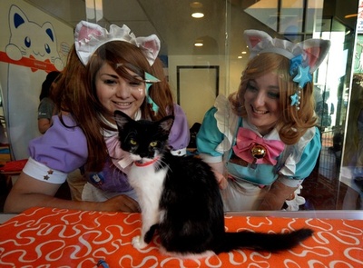 米ロサンゼルスに「猫カフェ」、期間限定オープン