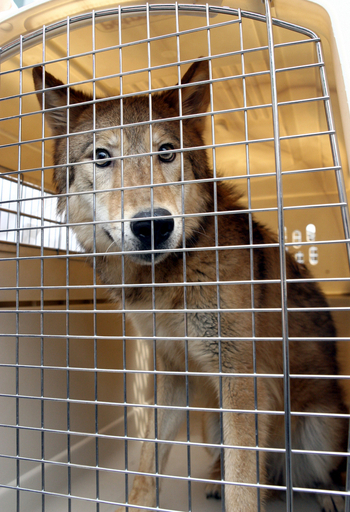 研究専門サイト、「クローンオオカミ」疑惑の論文を削除 - 韓国