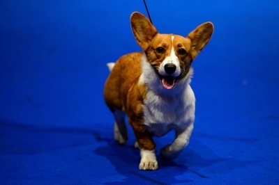「欧州で最も美しい犬」は?ジュネーブでドッグショー
