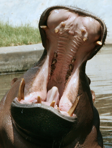 春なのに猛暑日？インド気温41度に
