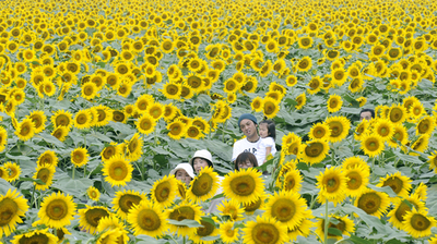 親子で挑戦、18万本の「ヒマワリの迷路」