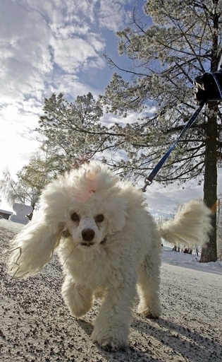 空港でプードル撲殺、中国版ツイッターに批判集中