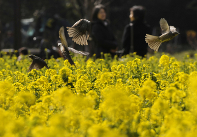 一面の菜の花、浜離宮恩賜庭園
