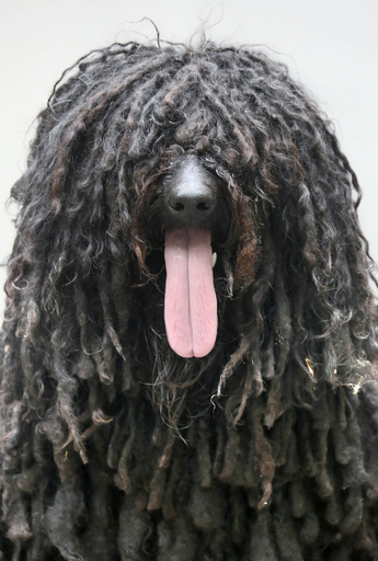 この夏を乗り切れる？毛むくじゃらの犬 ドイツ