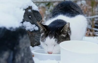 ソウルの野良猫、10年で半減…「共存」へと政策転換の局面に