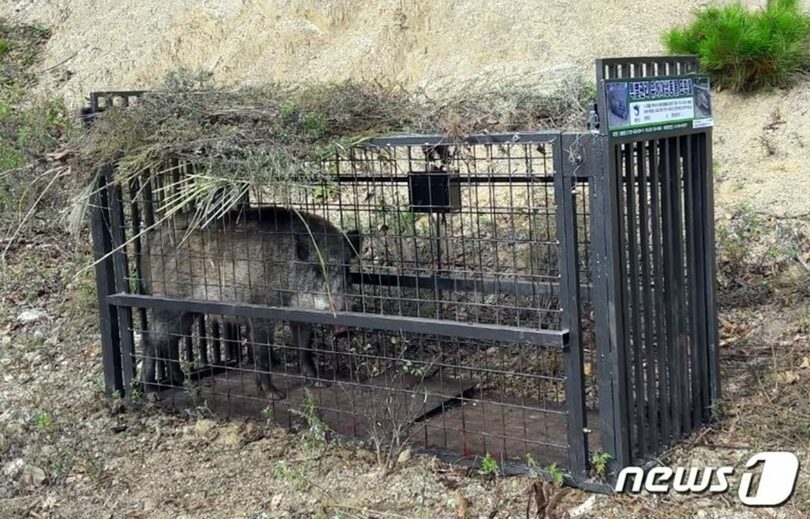 捕獲されたイノシシ＝華川郡庁提供、写真は記事内容と無関係(c)news1