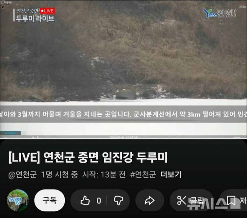 2026年2月4日、漣川郡公式ユーチューブに掲載されたツルの24時間生中継。画面にツルの姿は映らず、同時視聴者数は1人と表示されている(c)NEWSIS