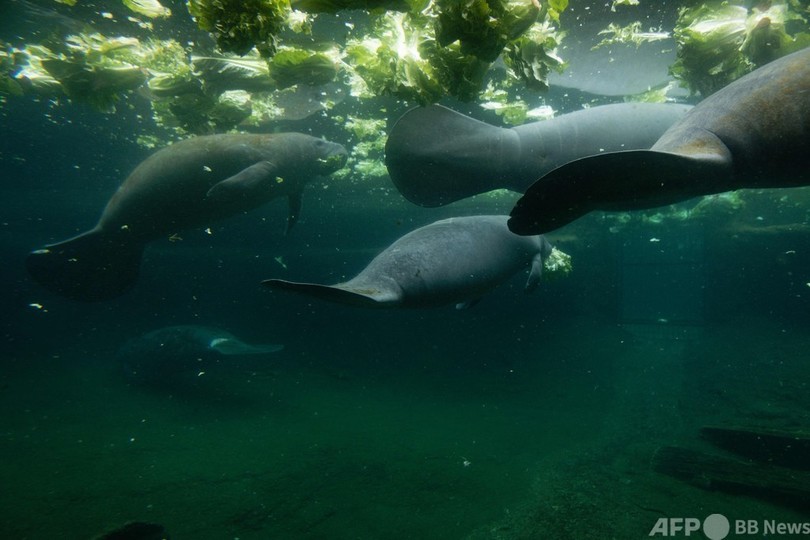 マナティー赤ちゃん治療中 死骸急増の米フロリダ