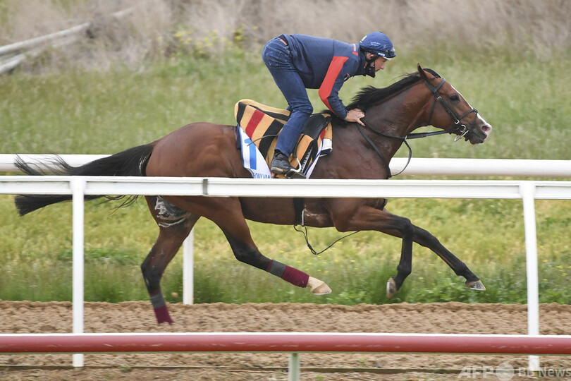 メルボルンカップで悲劇 英ダービー馬が安楽死 写真4枚 国際ニュース Afpbb News