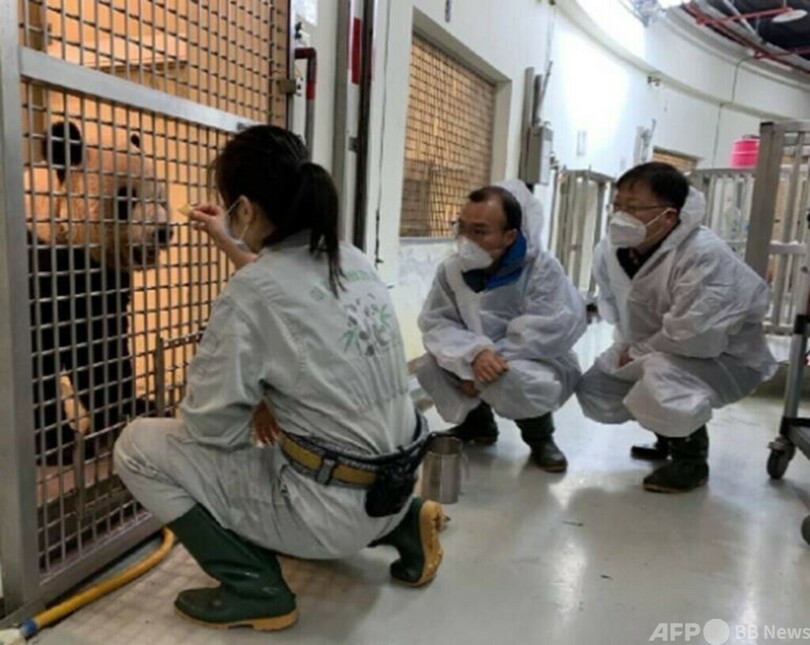 台湾に贈呈したパンダ「団団」、病状が安定