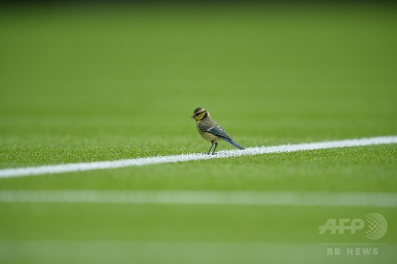 ジョコビッチの足元に小鳥が着地！ウィンブルドン選手権