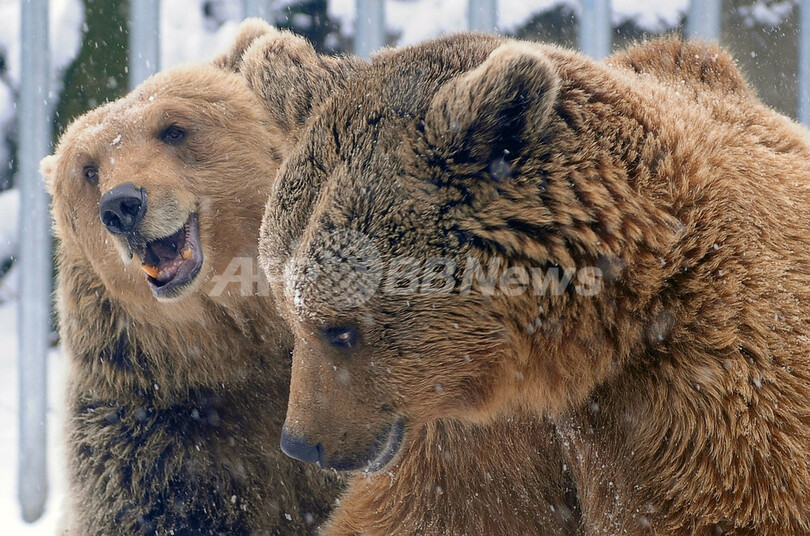 餌を探してハンガリーに セルビアから野生の熊 写真1枚 国際ニュース Afpbb News
