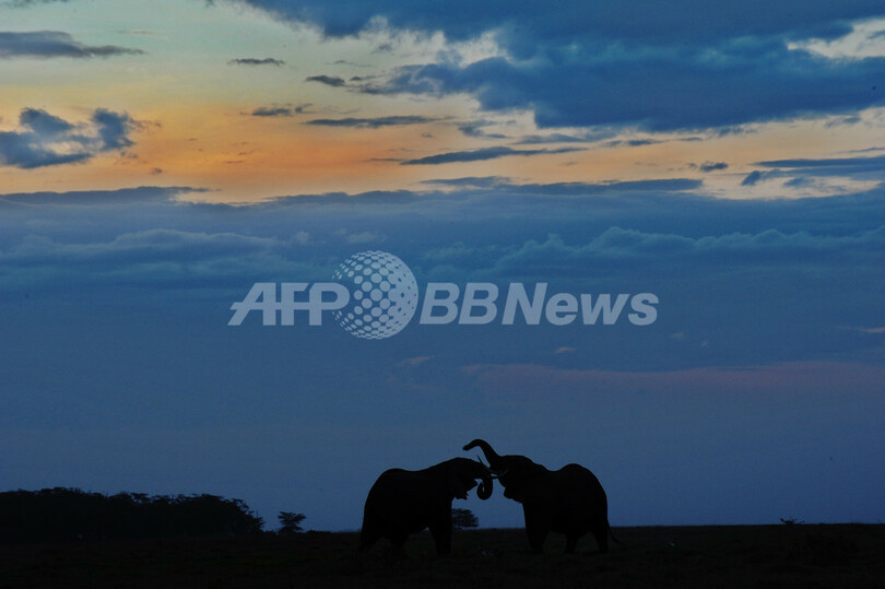 アフリカ大陸のゾウ個体数、今後10年以内に20%減少の可能性