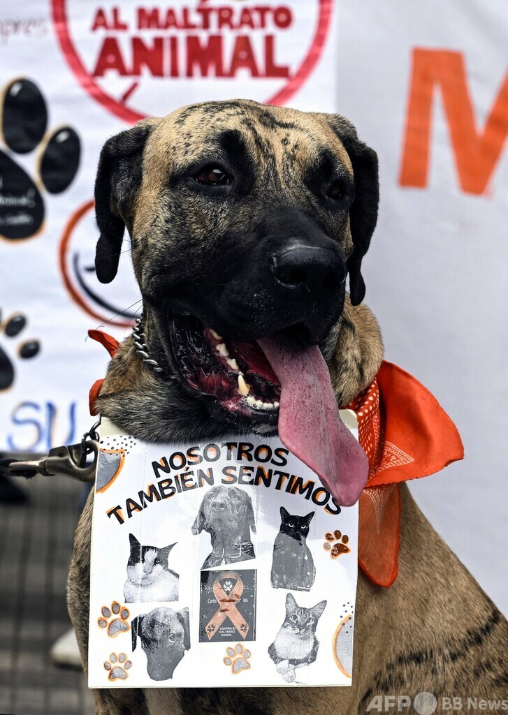 動物虐待の厳罰化を、ペットと一緒に訴え 南米ベネズエラ