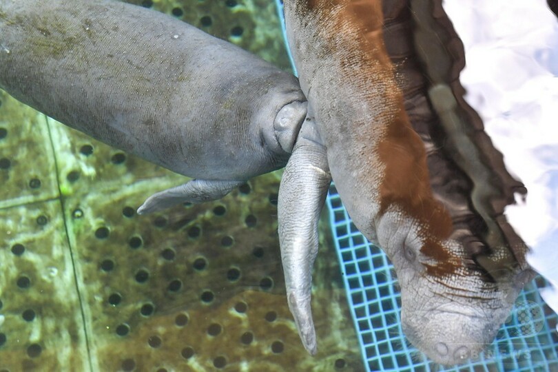 お母さんにぴったり マナティーの赤ちゃん 珠海で誕生