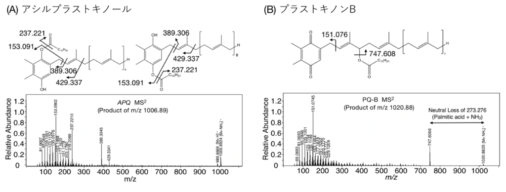 【東京薬科大学】シアノバクテリアにおける新規脂質合成系遺伝子とそのペリクルバイオフィルム形成への貢献を明らかにしました。～光合成微生物を利用し