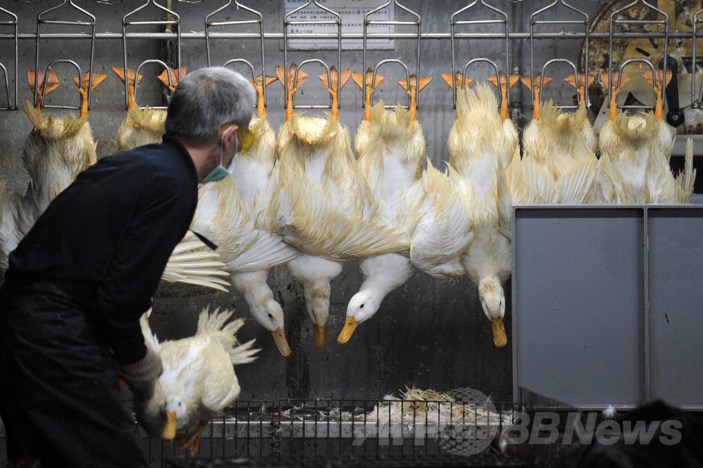 新型鳥インフルH10N8型で1人死亡、中国 新型鳥インフルH10N8型で1人死亡、中国