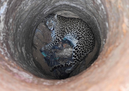 乾いた井戸からヒョウ救出 インドの住宅地 写真4枚 国際ニュース Afpbb News