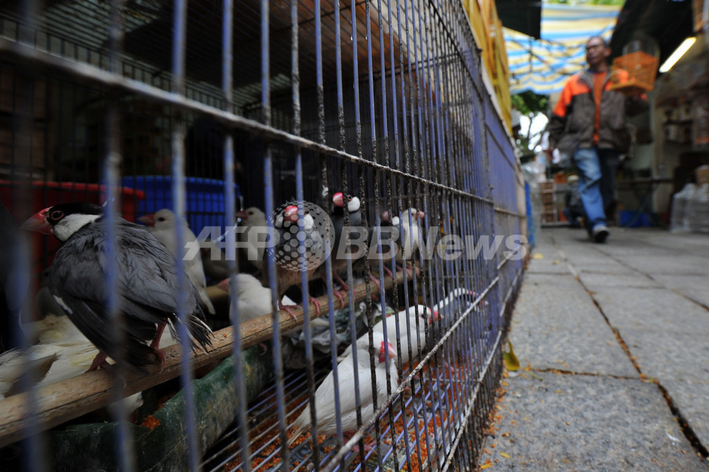 鳥インフルエンザで男性が死亡、中国 鳥インフルエンザで男性が死亡、中国