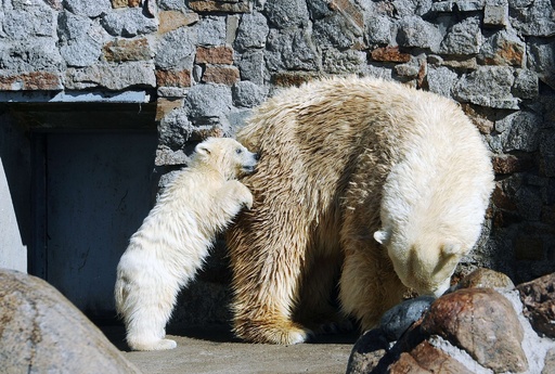 生後5か月のシロクマ、わんぱくな姿をお披露目 ロシア 写真11枚 国際