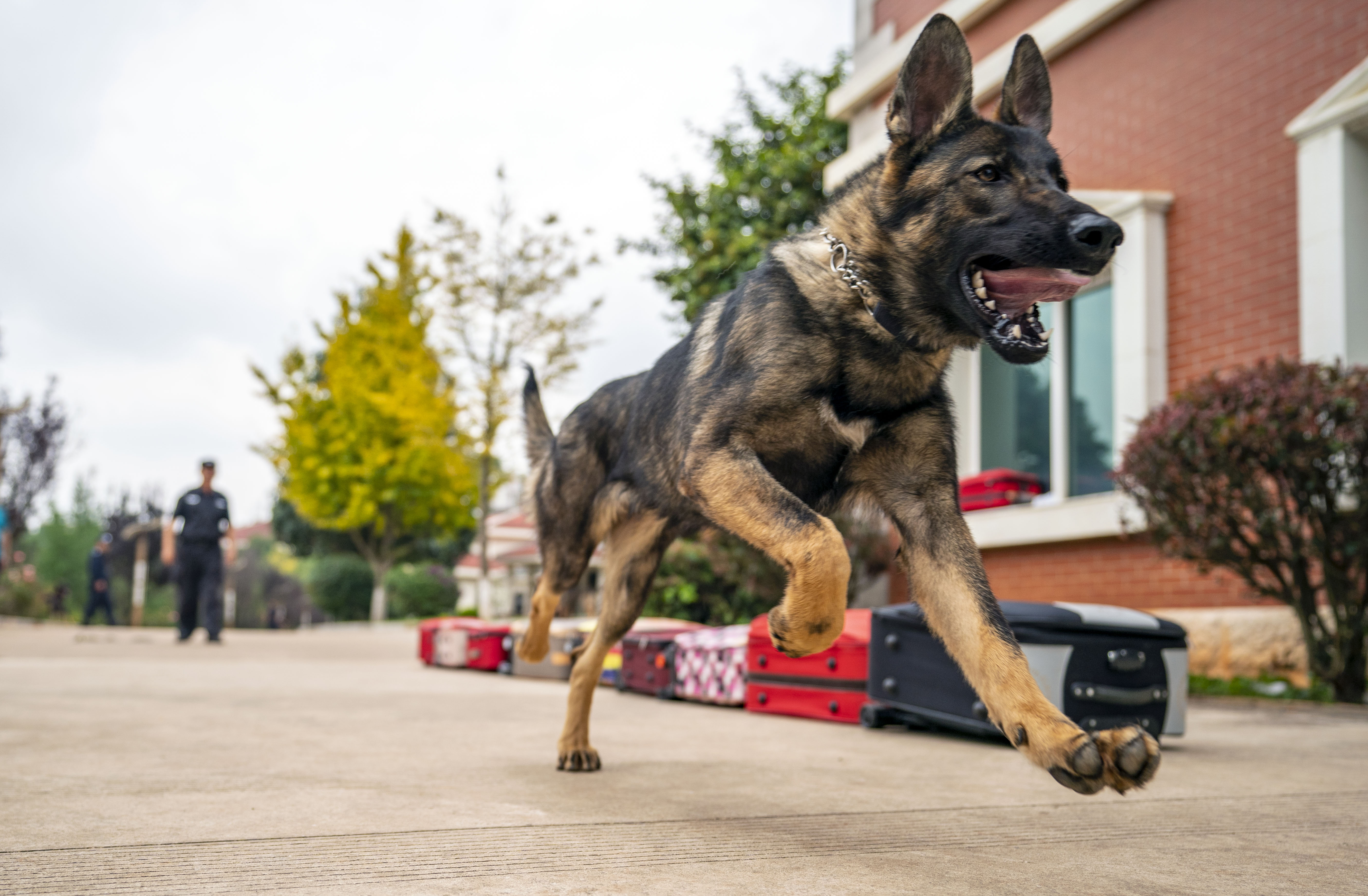 中国初のクローン警察犬 昆勲 警察に入隊 写真5枚 国際ニュース Afpbb News