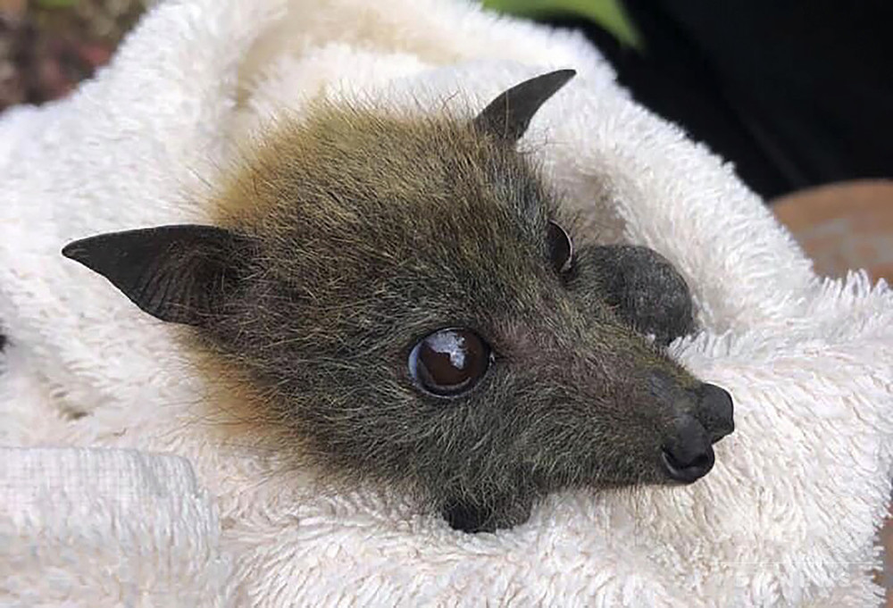 干ばつでコウモリが大量死 人気観光地に大量の死骸 写真2枚 国際ニュース Afpbb News