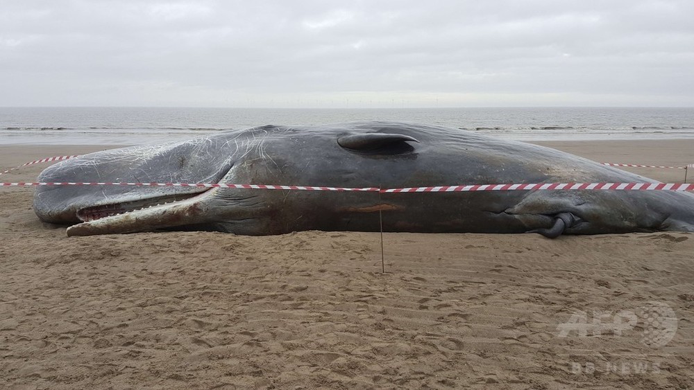 マッコウクジラ4頭打ち上げられる、英東部海岸 写真2枚 国際ニュース