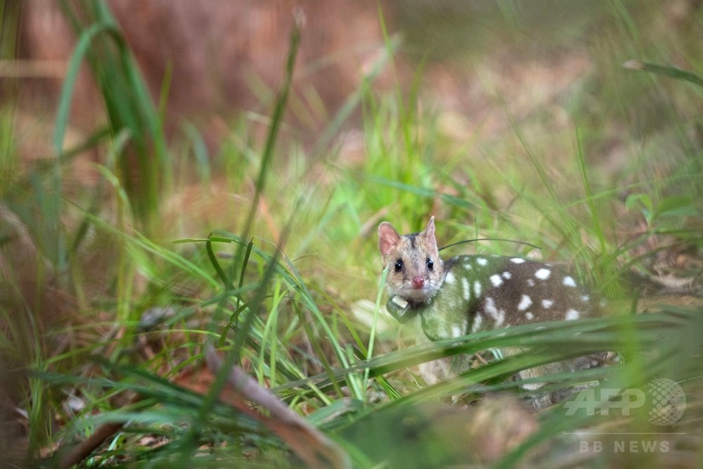 フクロネコ 豪本土で半世紀ぶりに野生に復帰 天敵抑制が奏功 写真3枚 国際ニュース Afpbb News