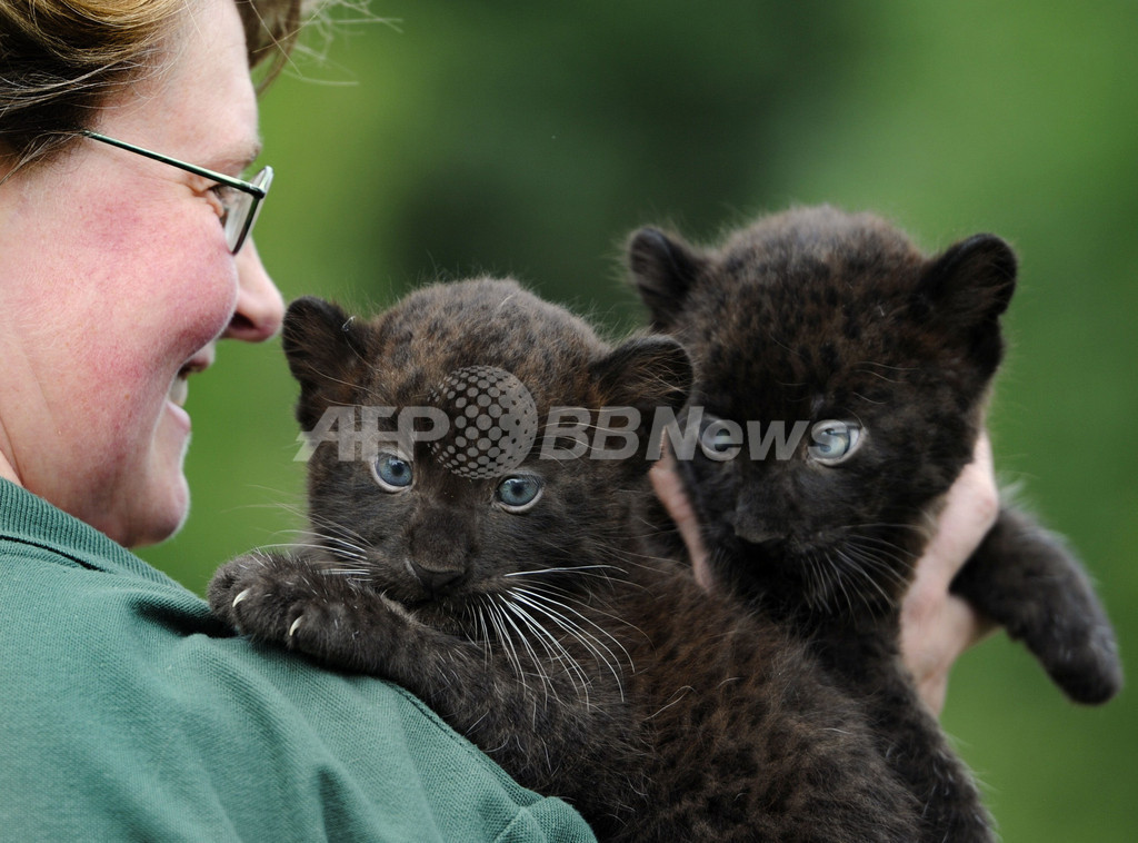 ニャン…じゃなくてガオー、クロヒョウの赤ちゃん 写真10枚
